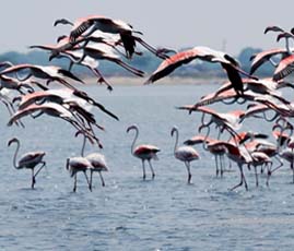 Pulicat-lake